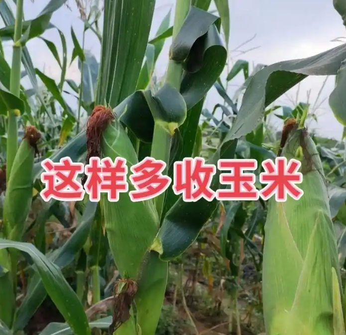 QQ截图20250620230957.png